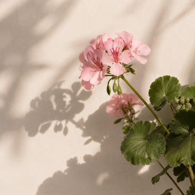 GERANIUM